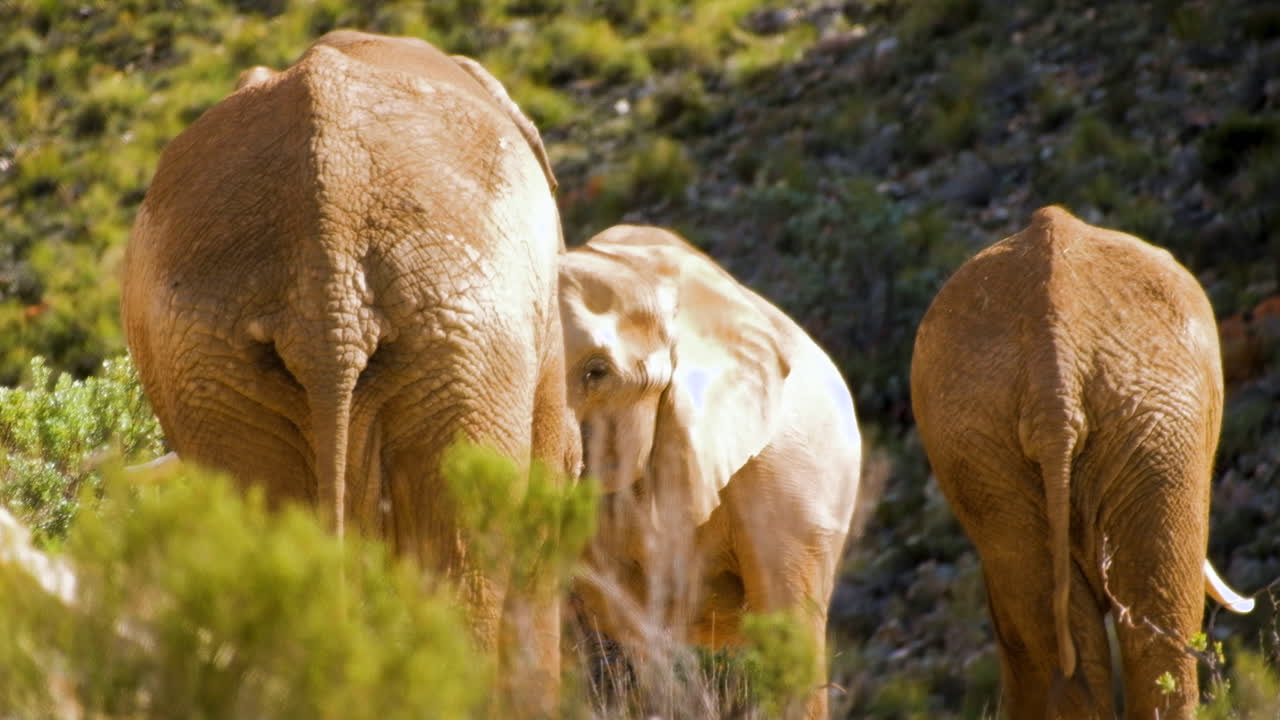 elefantes africanos pastando en el bosque, disparados por detrás muestran colas y piel arrugada