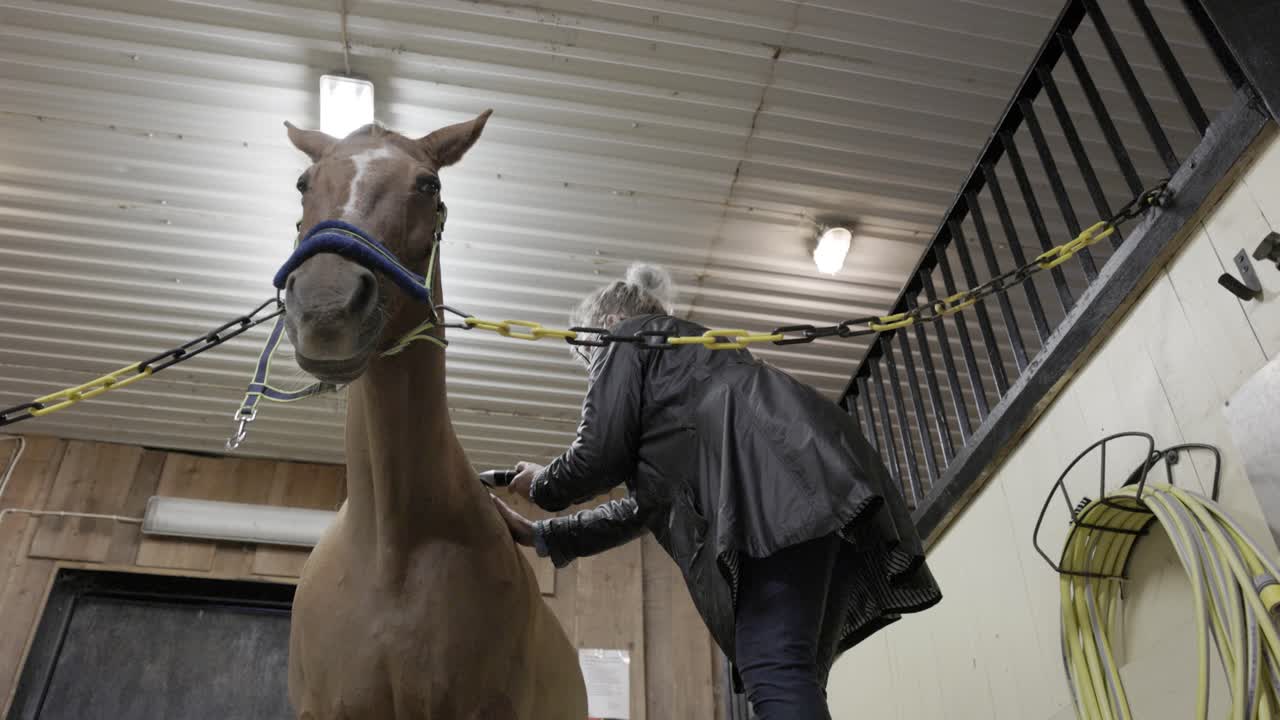 низкий угол обстрела, глядя на лошадь, которую брит женский кавказский жених с клиперами в конюшне