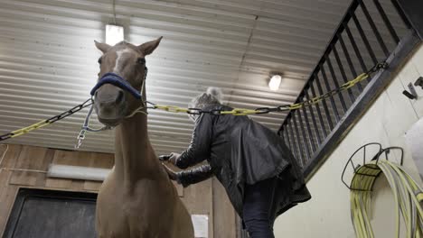 a low angle shot looking up at a horse being shaved by a female caucasian groom with clippers in a stable