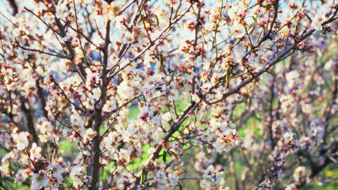 Fiori bianchi di mandorlo nella stagione primaverile appena iniziata. Natura.