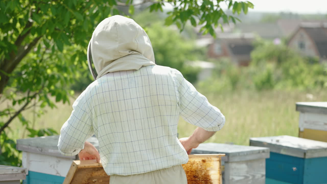 Beekeeper holds a frame in hands, then turns around and puts it into the hive. Eco food concept. Nature backdrop in blur.