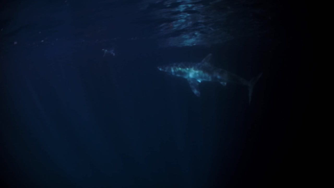 밤 해왕성 섬 사우스 오스트레일리아 4k 75fps의 백상아리