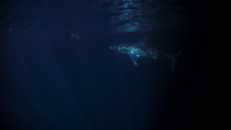 Great-White-Shark-at-night-Neptune-Islands-South-Australia-4k-75fps