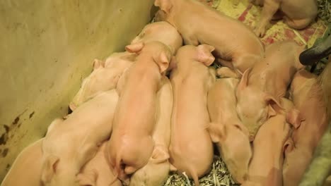 newborn piglets huddling together for warmth in a farm enclosure