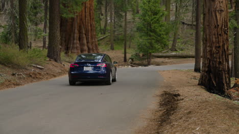 tesla car driving on the paved road across sequoia national park in california, usa