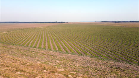 aerial view of reforestation field