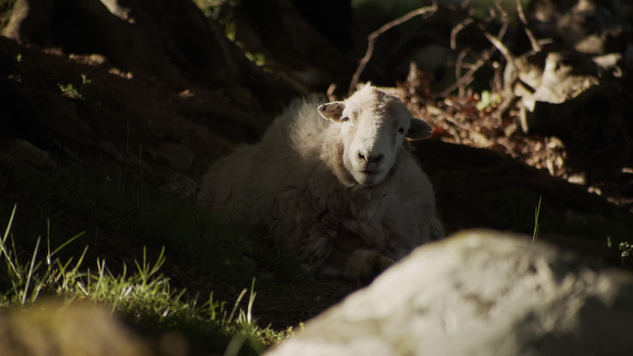 Sheep laying down chewing in sunset, English countryside, slow motion