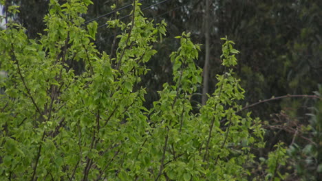 cerca de un árbol