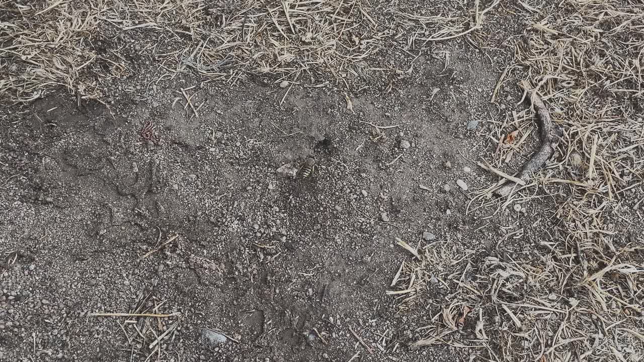 Slow motion-närbild av en markgeting som aktivt rengör och formar sin boingång, och puttar bort sandkorn med benen innan den går in i boet i naturlig jord