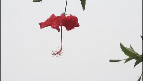 red hibiscus flower with water droplets