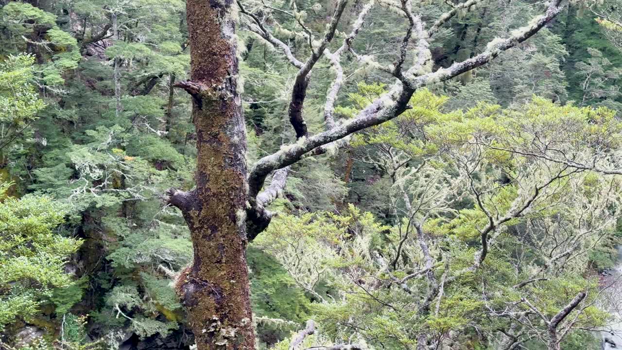 Camera slowly pans across mossy trees and clear stream in bright, natural daylight