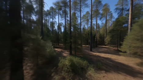 fpv flight through a sunlit pine forest