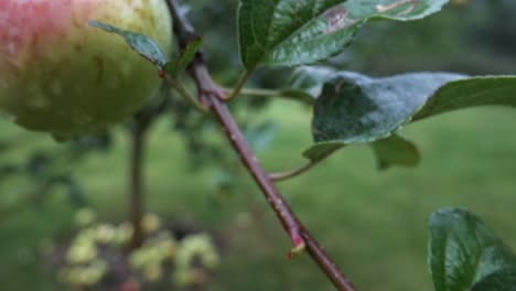 last, lonely apple on tree branch on rainy day, tracking shot