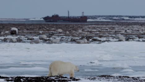 a polar bear walks across the snowy shores of hudson bay, navigating icy grounds while a distant shipwreck, the ss ithaka, looms in the background, emphasizing the stark beauty of its arctic habitat.