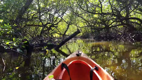 front of orange kayak drifting through dense mangrove ecosystem with bright sunlight flares through trees in the wilderness of pohnpei, federated states of micronesia