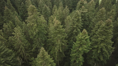 Antena-De-Un-Bosque-De-Abetos