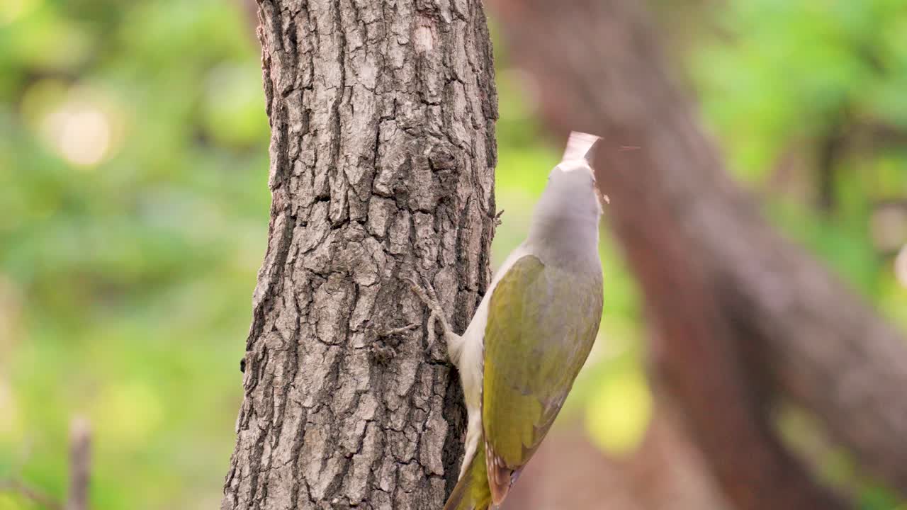 la hembra del pájaro carpintero de cabeza gris en un árbol en el bosque de seúl, corea del sur