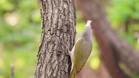 La-Hembra-Del-Pájaro-Carpintero-De-Cabeza-Gris-En-Un-árbol-En-El-Bosque-De-Seúl,-Corea-Del-Sur