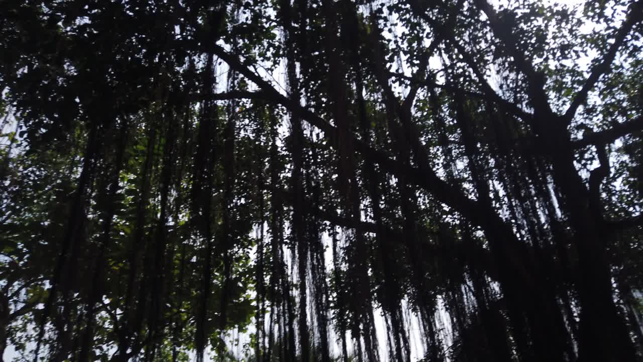 맑고 화창한 날 큰 그늘진 나무와 호수가 있는 멋진 공원