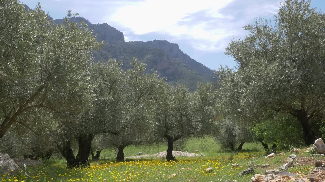 Plan of the ground in an organic olive grove covered by green vegetation in spring. It shows the plant cover, essential for soil health and organic farming in Jaén