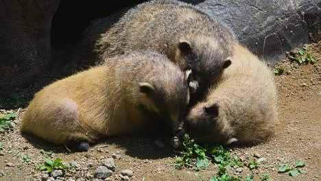 three adorable eurasian badgers (meles meles) huddle together for warmth and comfort near their enclosure at seoul grand park zoo