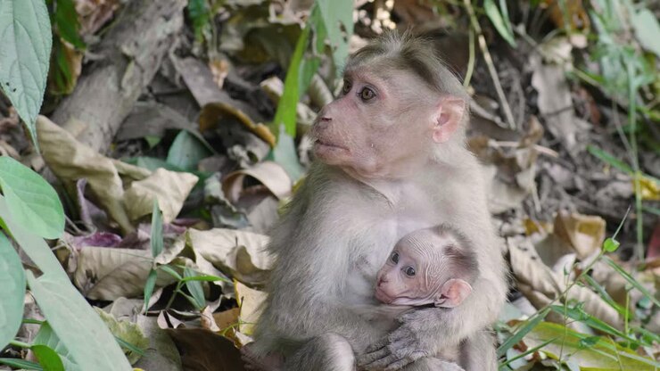 Indian monkey mother and young baby together in the hills near Munnar in Kerala resting at the side of the road in the shade