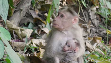 indian monkey mother and young baby together in the hills near munnar in kerala resting at the side of the road in the shade