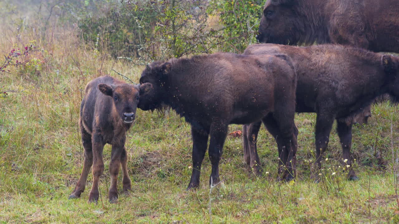 bisonte europeo bonasus terneros de pie en un campo de hierba,mirando fijamente,chequia