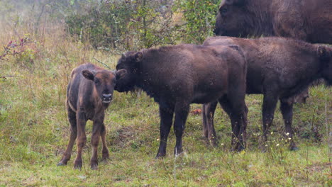 european bison bonasus calves standing in a grassy field,staring,czechia