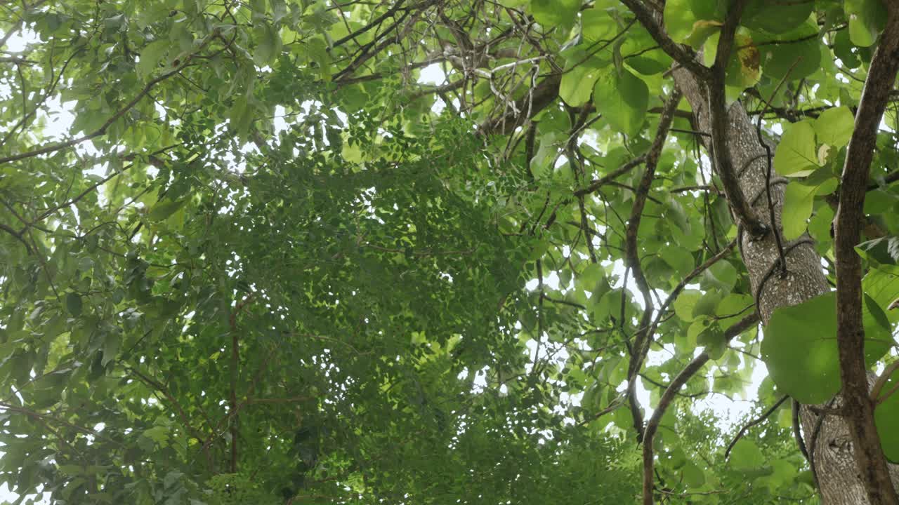 vista de ángulo bajo mirar hacia arriba en la parte superior de la vegetación natural árboles de la selva tropical con sol en chiangmai, al norte de tailandia