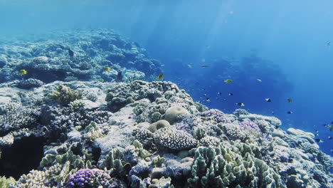 sunrays over reef full of fish