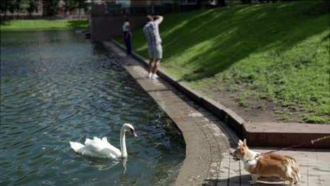 puppies welsh corgi on fashion shoot on background models. dog and swan the conflict. puppies ears not yet standing. year of dog. symbol of year chinese calendar. merry christmas and happy new year. low angle view