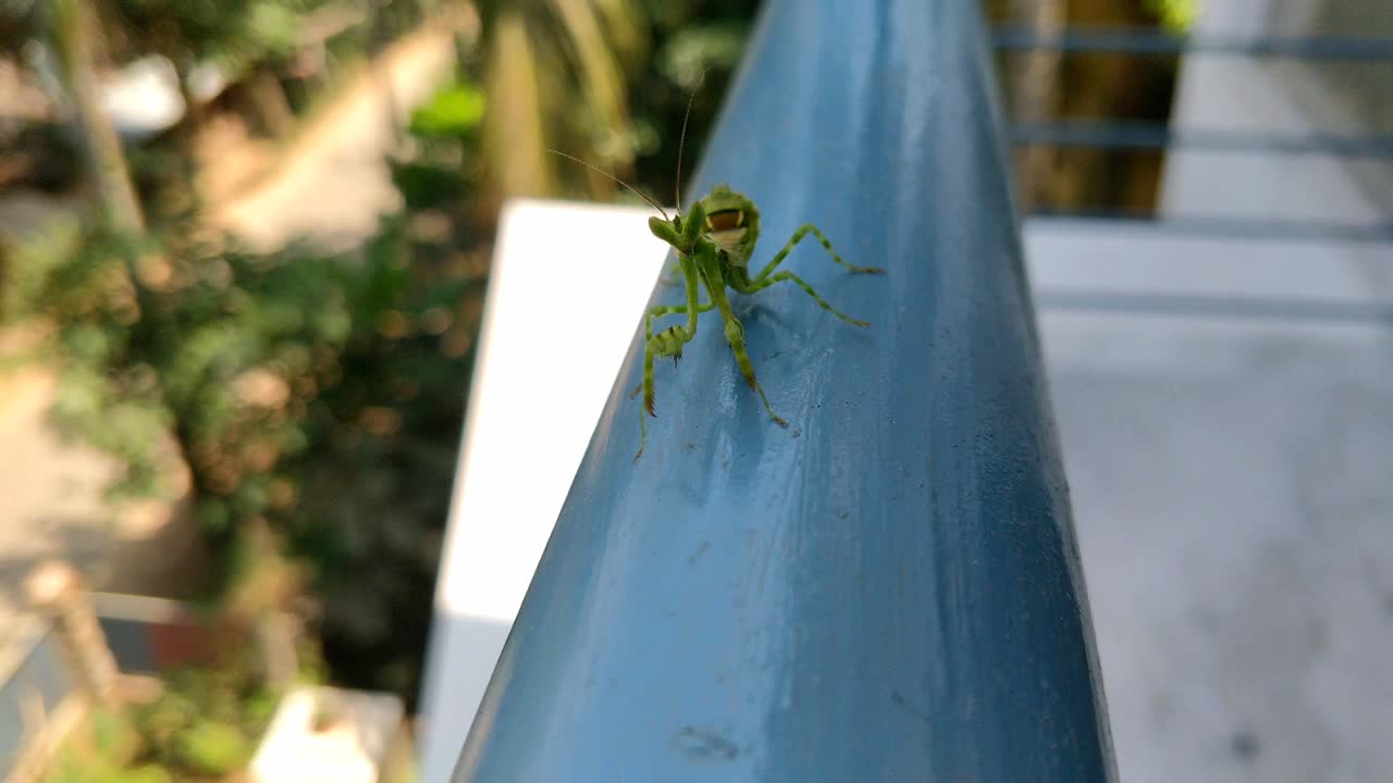 Pseudoxyos Perpulchra Mantis Chasing Camera