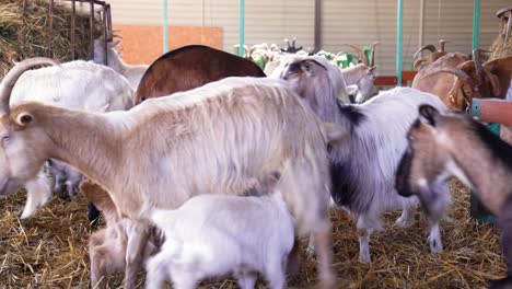eager young goats nurse from mother’s udder in pen at active dairy goat farm.