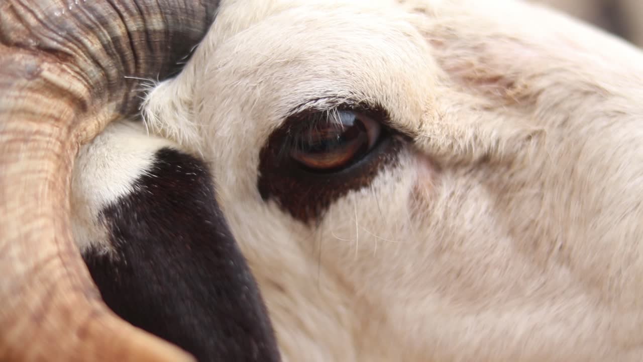 Stunning close up of a goat's eye looking at the camera. Sheep stared directly into the lens of a camera