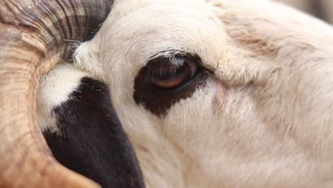 stunning close up of a goat's eye looking at the camera. sheep stared directly into the lens of a camera