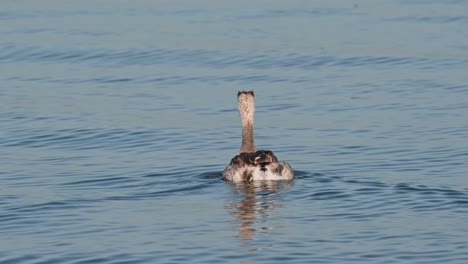 Gesehen,-Wie-Er-Sich-Von-Seinem-Rücken-Auf-Dem-See-Mit-Fortschreitenden-Wellen-Nach-Rechts-Bewegt,-Haubentaucher-Podiceps-Cristatus-Bueng-Boraphet-Lake,-Nakhon-Sawan,-Thailand