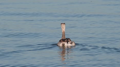 visto moviéndose hacia la derecha visto desde atrás en el lago con olas progresivas, somormujo lavanco podiceps cristatus bueng lago boraphet, nakhon sawan, tailandia