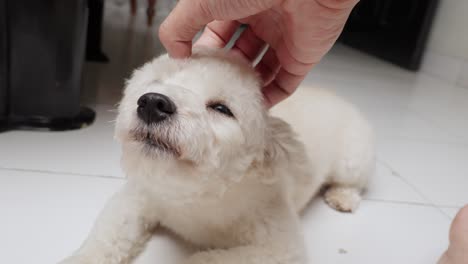 Mano-Acariciando-Un-Lindo-Caniche-Toy-Blanco-En-El-Suelo-De-La-Casa