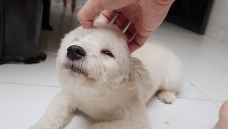 mano acariciar lindo caniche de juguete blanco en el suelo de la casa