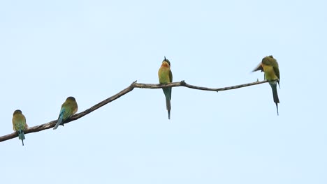 Bee-Eaters-in-tree-UHD-MP4-4k-Video