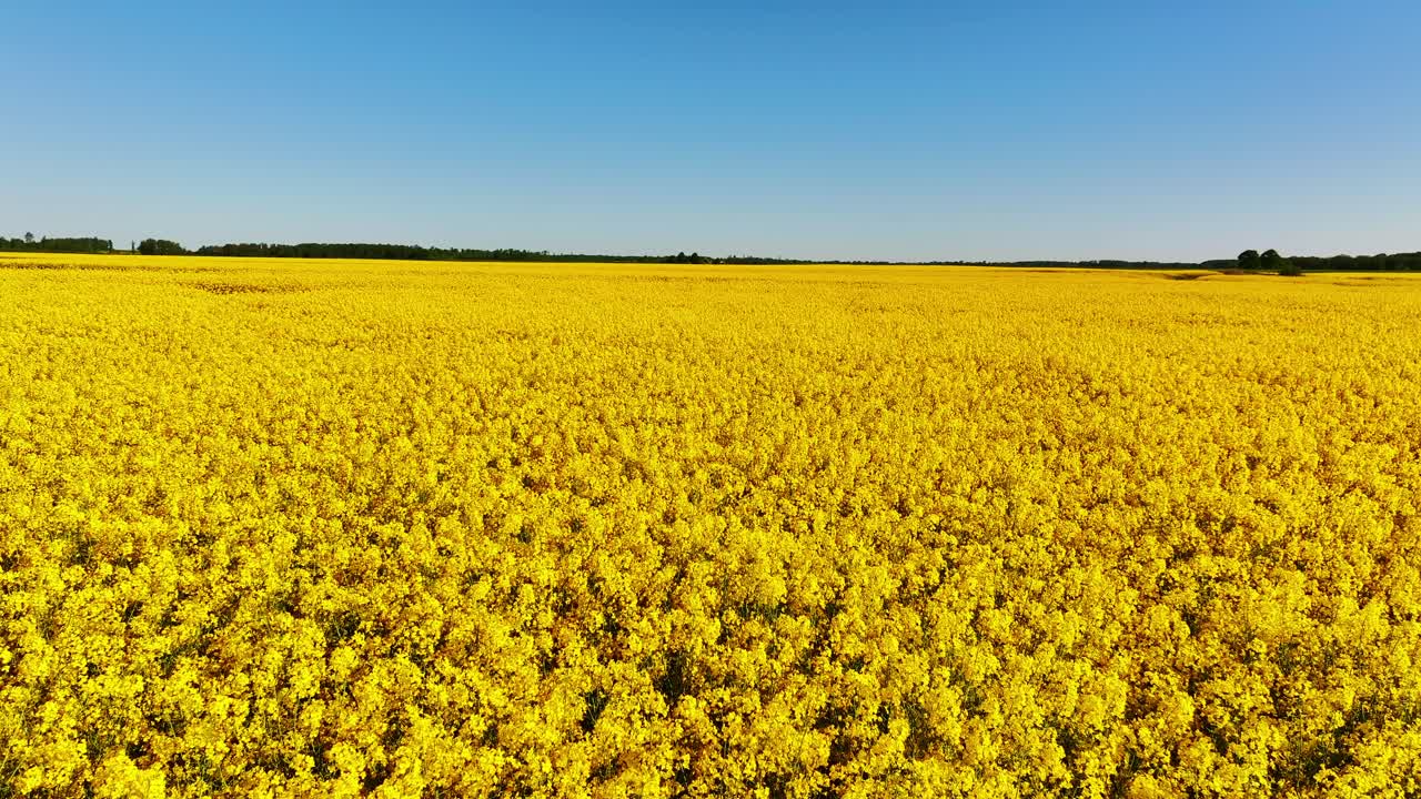 Vivid yellow rapeseed blossoms fill the landscape in spring rural Latvia, drone