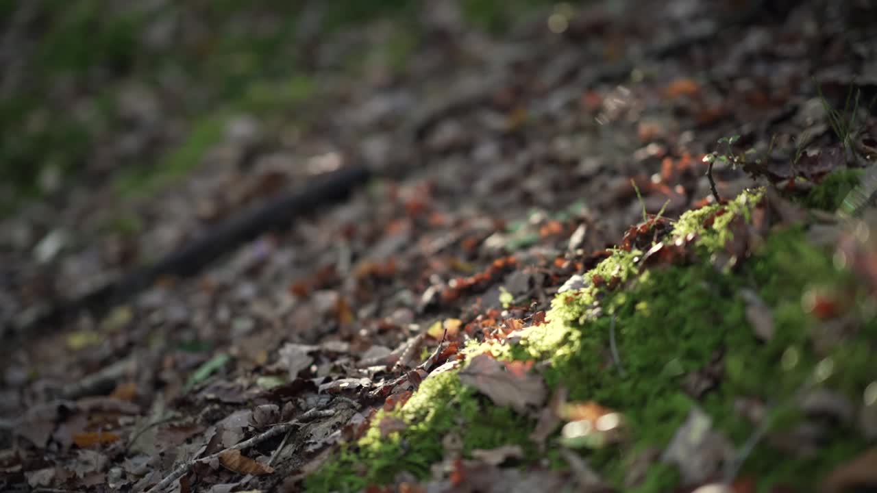 Sunlight on Mossy Forest Floor in Autumn