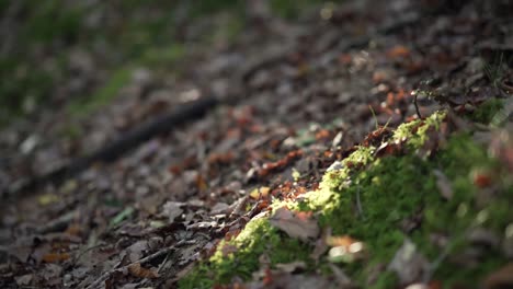 sunlight on mossy forest floor in autumn