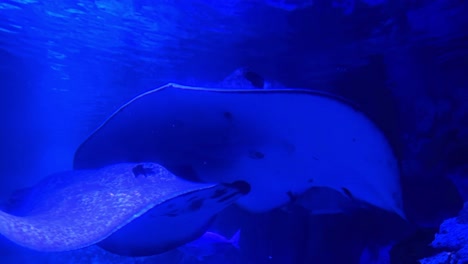 fish swimming in a blue-lit aquarium with dark rocks in the background