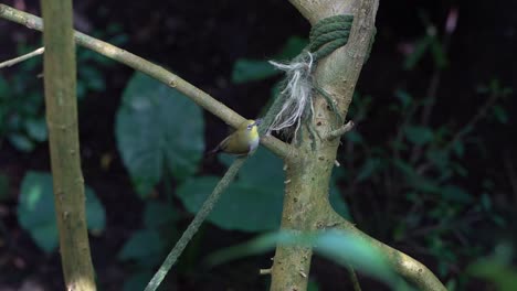 oriental or indian white-eye collecting material for its nest from string slow motion