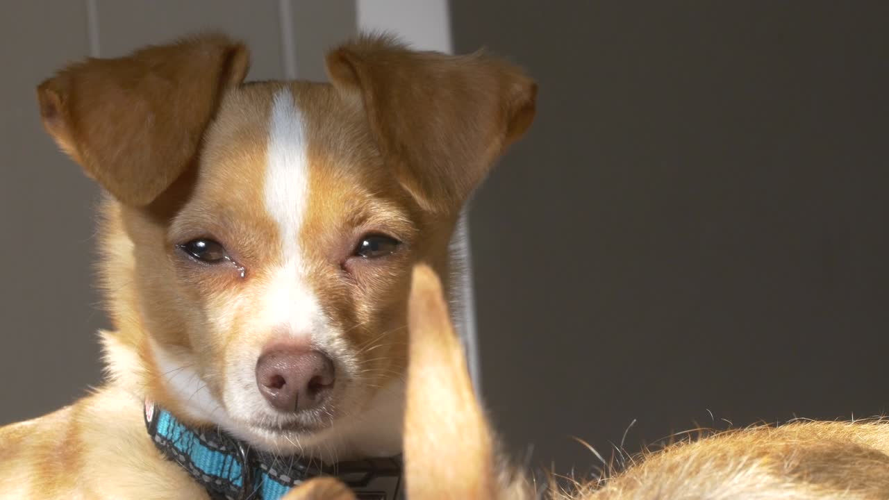 perro durmiendo a la luz del sol