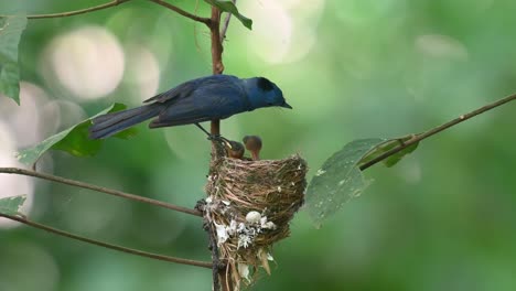 Monarca-De-Nuca-Negra,-Hypothymis-Azurea,-Parque-Nacional-Kaeng-Krachan,-Tailandia