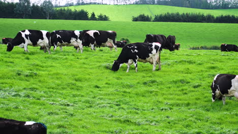 new zealand dairy cows feeding with grass in a meadow