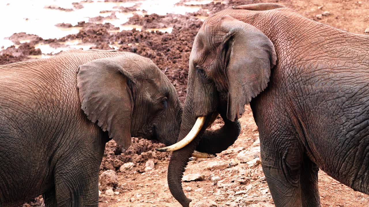 Closeup Of African Elephant Put Its Trunk In Other's Mouth To Offer Reassurance Or Comfort